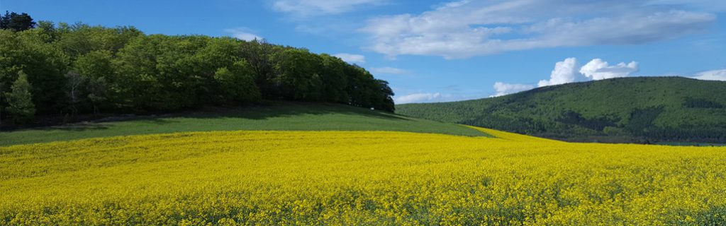 Banner Raps Landhandel Kuhs